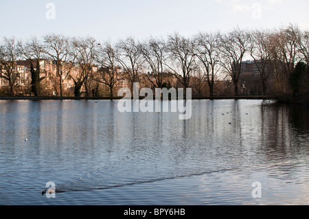 Ein Wasserhuhn schwimmt von Hampstead Heath in London. Stockfoto