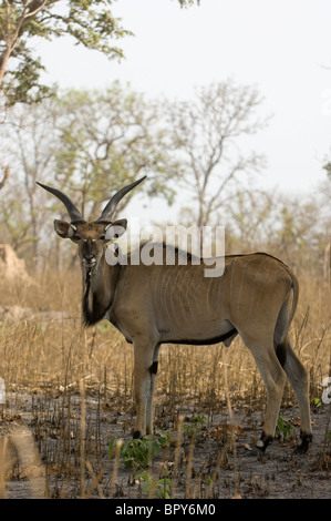 Derby Eland (Tauro Derbianus), Réserve de Fathala, Senegal Stockfoto