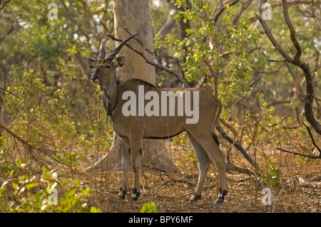 Derby Eland (Tauro Derbianus), Réserve de Fathala, Senegal Stockfoto