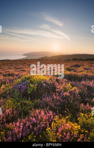 Heidekraut und Ginster über Porlock gemeinsamen Blickrichtung Porlock Bucht. Exmoor National Park. Somerset. England. VEREINIGTES KÖNIGREICH. Stockfoto