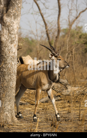 Derby Eland (Tauro Derbianus), Réserve de Fathala, Senegal Stockfoto