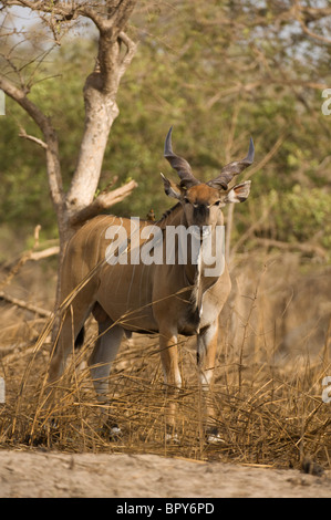 Derby Eland (Tauro Derbianus), Réserve de Fathala, Senegal Stockfoto