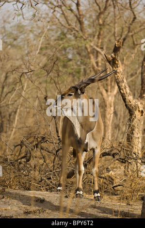 Derby Eland (Tauro Derbianus), Réserve de Fathala, Senegal Stockfoto