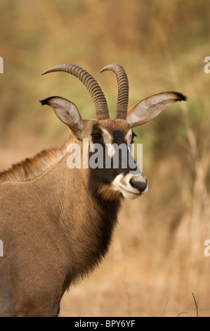 Roan Antilope (Hippotragus Spitzfußhaltung), Réserve de Bandia, Senegal Stockfoto