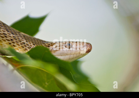 Glänzende Schlange Texas, Arizona Elegans Interpretation, ursprünglich aus Chihuahuan Wüste der Südstaaten der USA und Nordmexiko Stockfoto