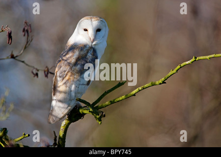 Schleiereule (Tyto Alba) alleinstehenden thront im Baum Blick auf Kamera, Norfolk, East Anglia, England, Vereinigtes Königreich, Europa Stockfoto