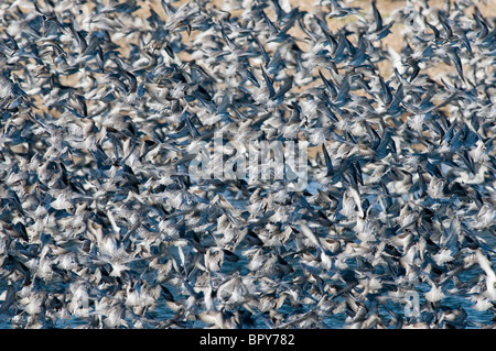 Diese Herde von Knoten (Calidris Canutus) abgehoben in eine Furcht vor, wie ein Sperber auf Snettisham darunter fallen gelassen. Stockfoto