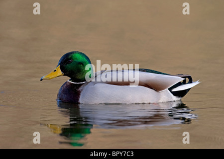 Stockente (Anas Platyrhynchos) Erwachsenen Drake schwimmen auf Wasser, Derbyshire, England, Vereinigtes Königreich, Europa Stockfoto