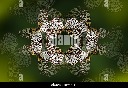 Baum Nymphe Schmetterling machen ein schönes Kaleidoskop wie Muster auf einem tiefen Waldgrün Hintergrund. Stockfoto