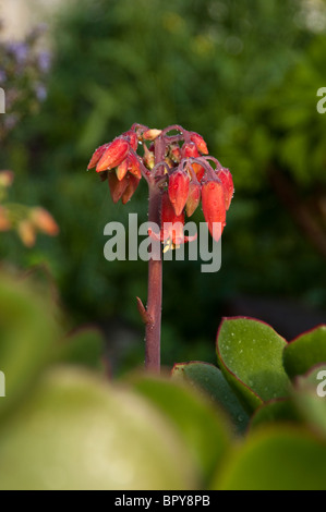 Spike von einer Vielzahl von Mauerpfeffer bekannt als Schweine Ohr (Cotyledon Orbiculata) blühen, oder alternativ in einigen Bereichen genannt Hunde Ohr Stockfoto