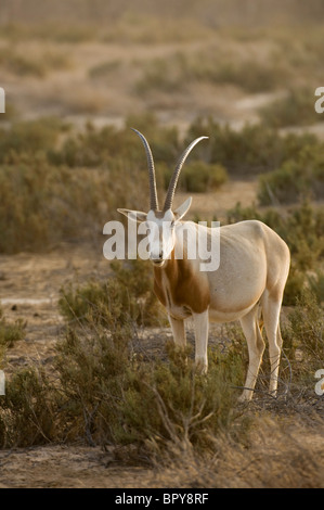 Scimitar-horned Oryx (Oryx Dammah), Réserve de Faune de Guembeul, Senegal Stockfoto