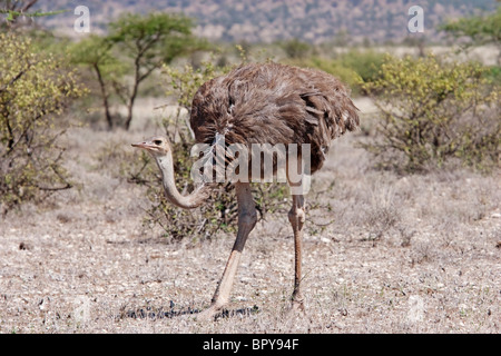 Somali-Strauß (Struthio Camelus Molybdophanes) einzelne Erwachsene weibliche Samburu Kenia, Ostafrika Stockfoto