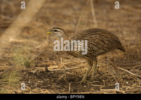 Doppel-angespornt Francolin (Francolinus Bicalcaratus), Réserve de Bandia, Senegal Stockfoto