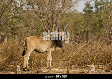 Derby Eland (Tauro Derbianus), Réserve de Fathala, Senegal Stockfoto