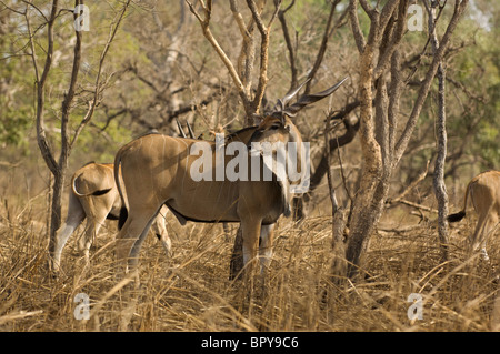 Derby Eland (Tauro Derbianus), Réserve de Fathala, Senegal Stockfoto