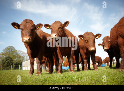 Kälber, Jungrinder Stockfoto