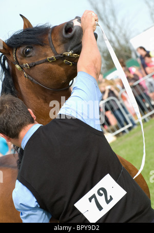 ein Handler mit einem Welsh Cob Hengst Abschnitt D während einer In Hand zeigt bei Orsett county show Stockfoto