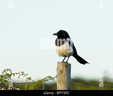 Elster, Pica Pica, Vermessung der landwirtschaftlichen Nutzflächen zu Beginn der Dämmerung Stockfoto