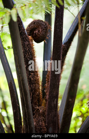 Cyathea Medullaris schwarzer Baumfarn Stockfoto