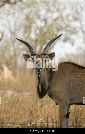 Derby Eland (Tauro Derbianus), Réserve de Fathala, Senegal Stockfoto