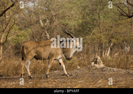 Derby Eland (Tauro Derbianus), Réserve de Fathala, Senegal Stockfoto