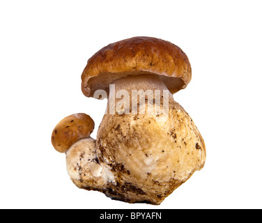 Boletus edulis Stockfoto