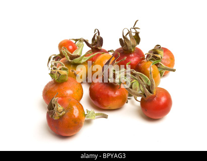 Gruppe der wilden Hagebutte, isoliert auf weiss im Studio. Stockfoto