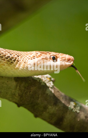 Glänzende Schlange Texas, Arizona Elegans Interpretation, ursprünglich aus Chihuahuan Wüste der Südstaaten der USA und Nordmexiko Stockfoto