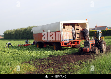 Gärtner in Southport   verpackt und boxed Eisbergsalat verladen Lkw, Tarlton Preston, Lancashire, UK Stockfoto