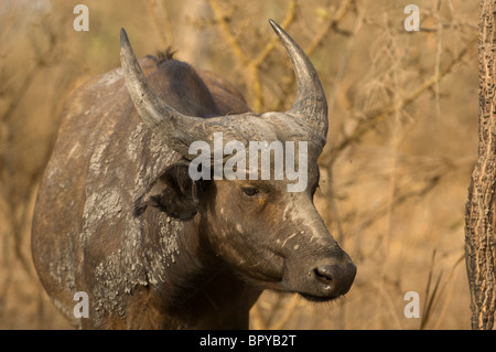 Wald-Büffel (Syncerus Caffer Nanus) Réserve de Fathala, Senegal Stockfoto