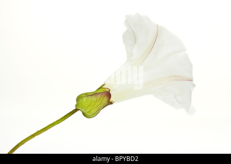 Wilde Hecke Convolvulus Blume isoliert besser bekannt als Ackerwinde auf weiss. Stockfoto