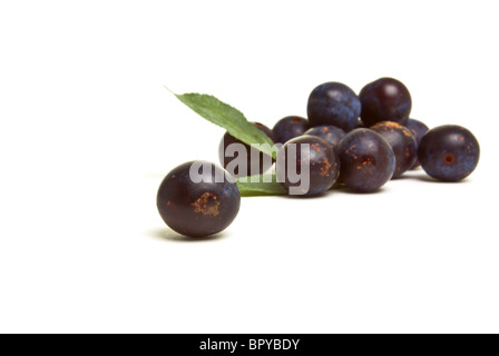 Wilde Hecke Schlehen aus niedrigen Perspektive isoliert gegen weiß. Stockfoto