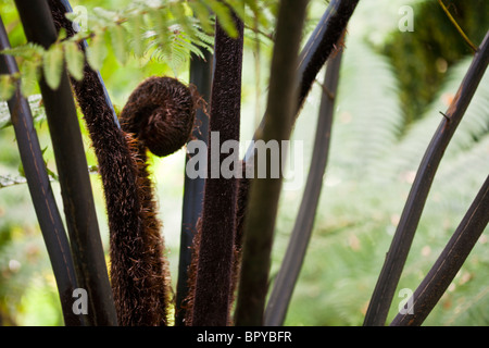 Cyathea Medullaris schwarzer Baumfarn Stockfoto