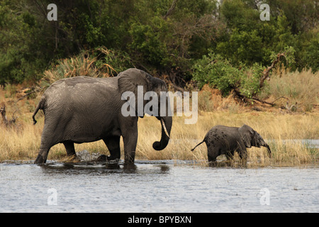 Elefanten-Mutter mit Jungtier in das Okavango Delta, Botswana. Stockfoto