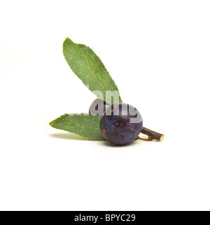 Wilde Hecke Schlehen aus niedrigen Perspektive isoliert gegen weiß. Stockfoto