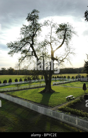 Carnton Plantage, Franklin, Tennessee Stockfoto