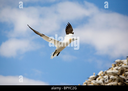 Basstölpel im Flug über Bass Rock - Morus bassanus Stockfoto