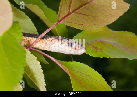 Östlichen Strumpfband-Schlange, Thamnophis Sirtalis Sirtalis, ursprünglich aus östlichen Nordamerika Stockfoto