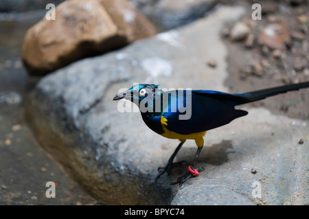 Golden-breasted Starling (Cosmopsarus Regius) Stockfoto