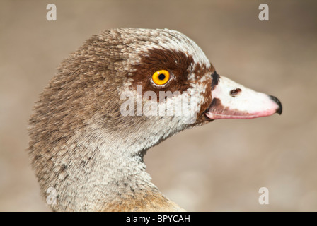 Ägyptische Gans, Alopochen Aegyptiacus, heimisch in Afrika Stockfoto