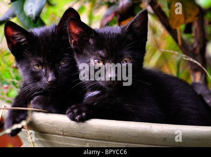 Wilde schwarze Kätzchen ruht in einem Blumentopf Stockfoto
