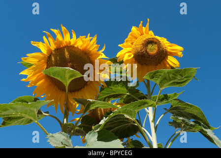 Zwei Sonnenblumen vor einem tiefblauen Himmel. Stockfoto