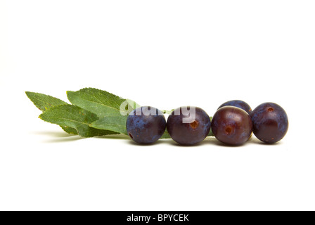 Wilde Hecke Schlehen aus niedrigen Perspektive isoliert gegen weiß. Stockfoto