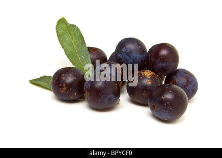 Wilde Hecke Schlehen aus niedrigen Perspektive isoliert gegen weiß. Stockfoto