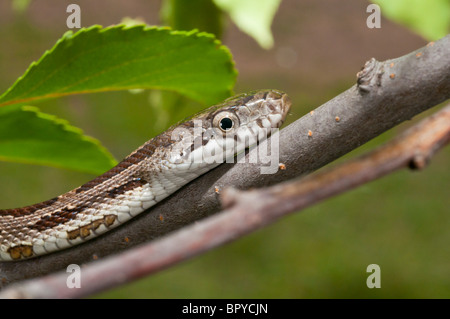 Juvenile schwarze Rattenschlange, bieten Obsoleta Obsoleta, in Nordamerika heimisch Stockfoto