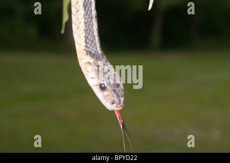 Östlichen Strumpfband-Schlange, Thamnophis Sirtalis Sirtalis, ursprünglich aus östlichen Nordamerika Stockfoto