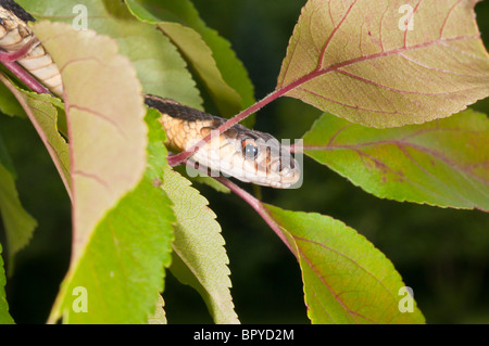 Östlichen Strumpfband-Schlange, Thamnophis Sirtalis Sirtalis, ursprünglich aus östlichen Nordamerika Stockfoto
