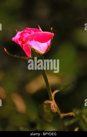 Rosa Rose im Keim zu ersticken Stockfoto