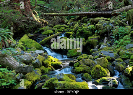 Sonnenlicht-Filter durch den Regenwald in der Nähe von Sol Duc Hot Springs in Olympic Nationalpark. Stockfoto