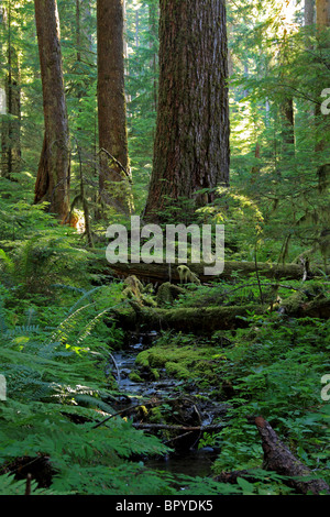 Sonnenlicht-Filter durch den Regenwald in der Nähe von Sol Duc Hot Springs in Olympic Nationalpark. Stockfoto